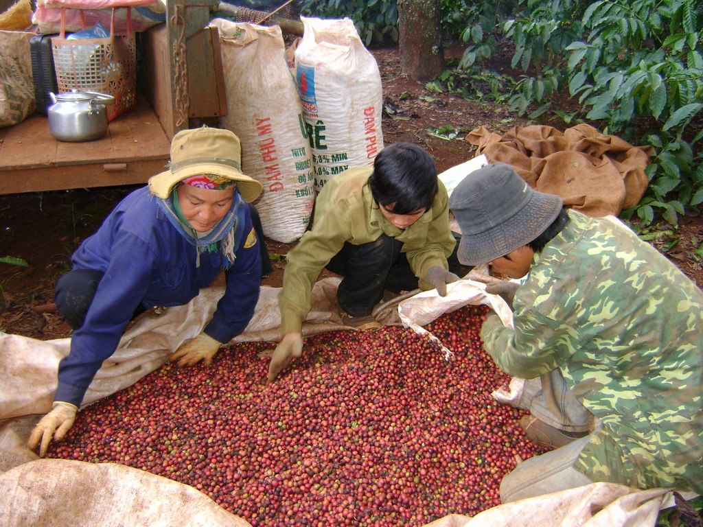 Giá cà phê rơi xuống dưới mức kỳ vọng của bà con nông dân, động thái găm hàng vẫn tiếp tục nhưng khó khăn hơn do bà con cần tiền trang trái các chi phí khi Tết Nguyên đán đến gần.