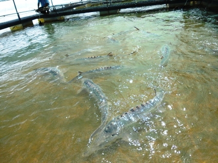Cá Tầm đang nuôi tại Thủy điện Buôn Tua Srah.