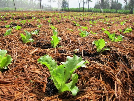 Rau xà lách búp được trồng trong nhà lưới theo mô hình sản xuất rau tiên tiến tại thôn Đức Thọ 2, xã Ea Phê, huyện Krông Pak.