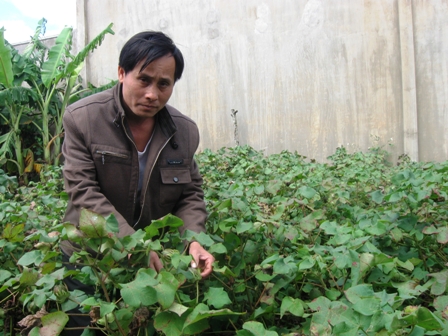 Nhờ thời tiết thuận lợi, chăm sóc tốt nên năm nay, năng suất bông ở Ea Siên dự kiến đạt hơn 2 tấn/ha.