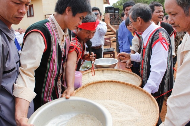 Gạo sau khi giã, sảy xong thì được mang tới bàn để già làng và những người cao tuổi trong buôn chấm