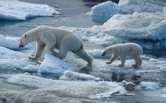 Kích cỡ của gấu Bắc cực đang bị thu nhỏ dần do sự nóng lên của trái đất. Ảnh: Internet