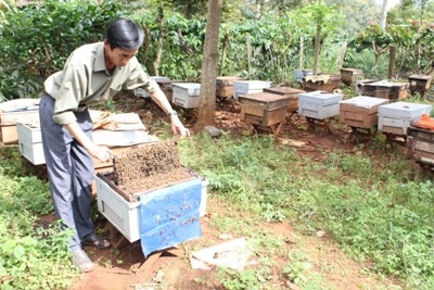 Ngành chăn nuôi ong mật hiện đang gặp nhiều khó khăn trong tiêu thụ sản phẩm mật ong.  Ảnh: L.T