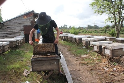 Người nuôi ong Dak Lak gặp khó khăn về đầu ra của sản phẩm ong mật.
