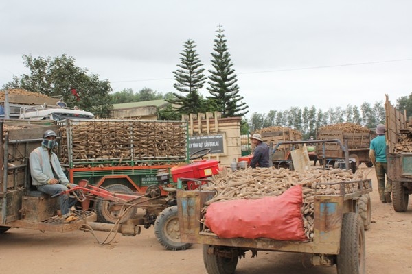 Cho Một số Nhà máy chế biến tinh bột sắn đóng trên địa bàn