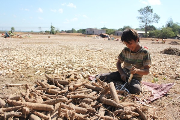 Trong đó có những lao động nhí