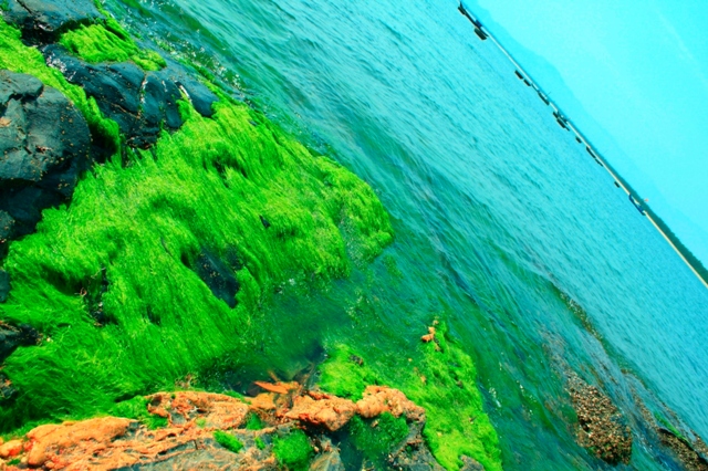 Những mảng rêu xanh rì bị sóng biển đánh dạt vào ghềnh đá