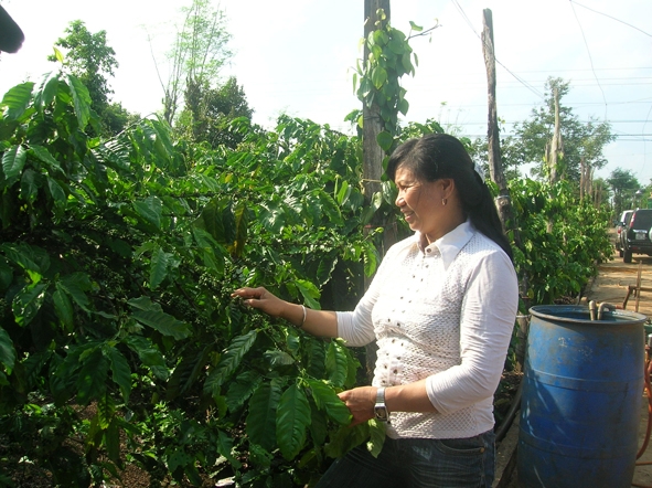Niềm vui của chị Nguyễn Thị Lương (xóm mới, xã Quảng Tiến, Cư M’gar) khi phục hồi được vườn cà phê già, kém năng suất.  
