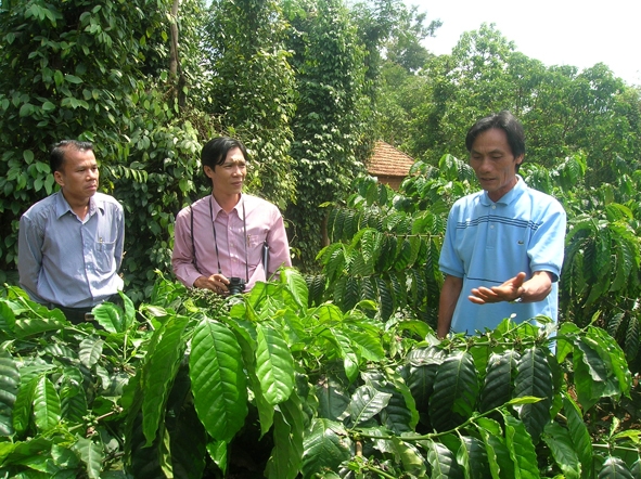 Ông Nguyễn Hồng Minh (thôn 7, xã Ea Bhôk, huyện Cư Kuin) đang giới thiệu về vườn cà phê tái canh của gia đình.