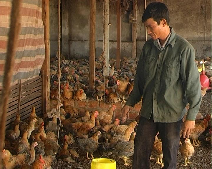 Anh Phạm Văn Chử đang chăm sóc đàn gà công nghiệp lương phượng hơn 3.000 con trong trang trại  