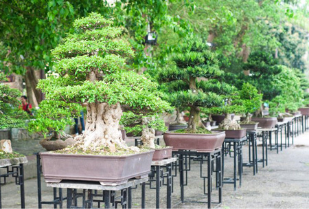 Vườn Cơ Hạ, điểm nhấn tại Đại nội Huế trong dịp Festival Huế 2012