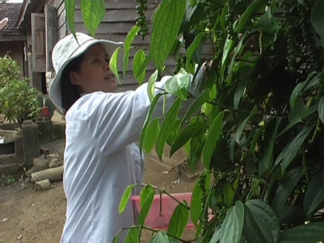 Chị Nguyễn Thị Yến đang thu hoạch hồ tiêu.