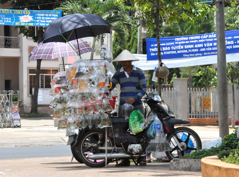 Che nắng cho cá