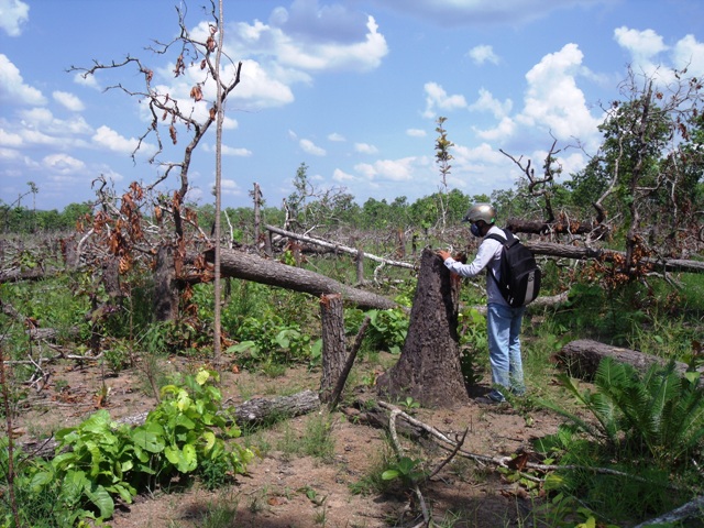 Rừng giao khoán tại xã Cư M’lan, huyện Ea Súp bị phá trụi.  