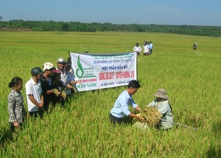 Nông dân tham quan mô hình trồng thí điểm giống lúa Xuyên Hương 178