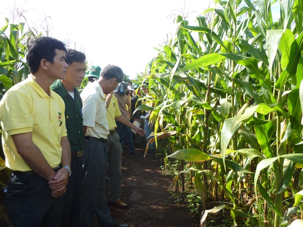 Nông dân các tỉnh Tây Nguyên tham quan vườn ngô BĐG được trồng khảo nghiệm  tại Viện KHKTNLN Tây Nguyên. 