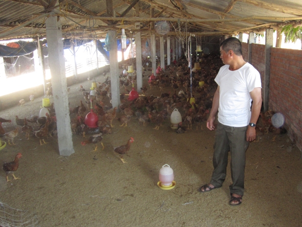 Top 57 về mô hình nuôi gà thả vườn dabaco mới nhất  Tin học Đông Hòa