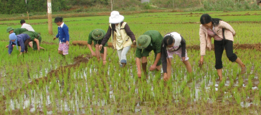 Bộ đội biên phòng hỗ trợ bà con buôn Đrang Phốk, xã Krông Na khai hoang và sản xuất 45 ha lúa nước 2 vụ. 