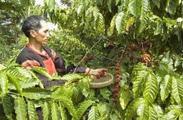 Nông dân thu hoạch cà phê