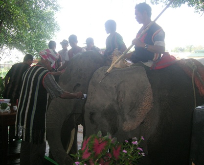 Lễ cúng sức khỏe cho voi