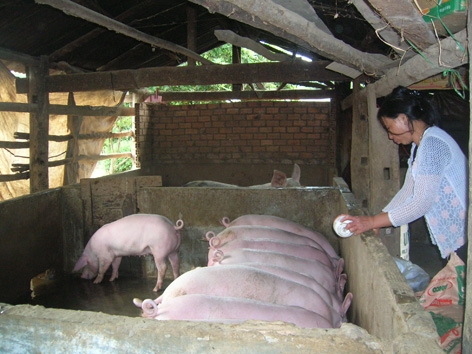 Giữ gìn vệ sinh chuồng trại trong chăn nuôi sẽ góp phần hạn chế dịch bệnh.  