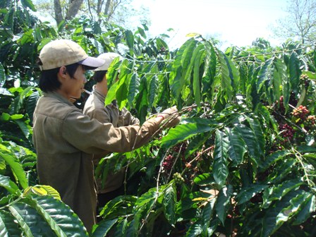 Nước tưới là một trong những yếu tố quan trọng để phát triển cà phê bền vững
