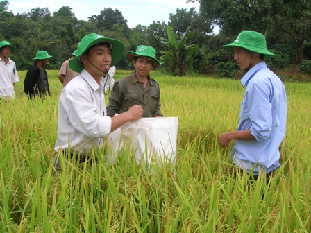 Lúa lai đang trở thành sản phẩm nông nghiệp có thế mạnh ở Dak Lak