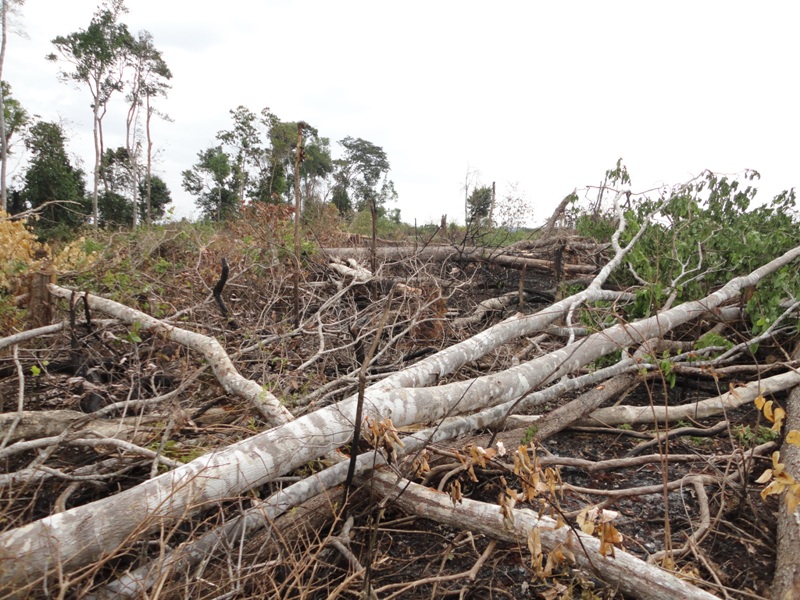 Nhiều dự án trồng cao su, trồng rừng trên địa bàn triển khai chậm đã tạo điều kiện để người dân vào bao chiếm tranh chấp đất rừng