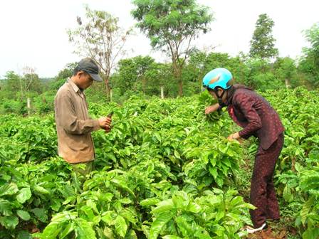 Người trồng cà phê lo lắng vị bị rệp sáp gây hại