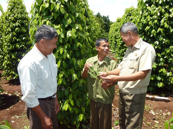 Thương binh Phạm Đình Nghị (đứng giữa) trao đổi với các đồng đội  về cách phát hiện bệnh nấm trên cây hồ tiêu. 