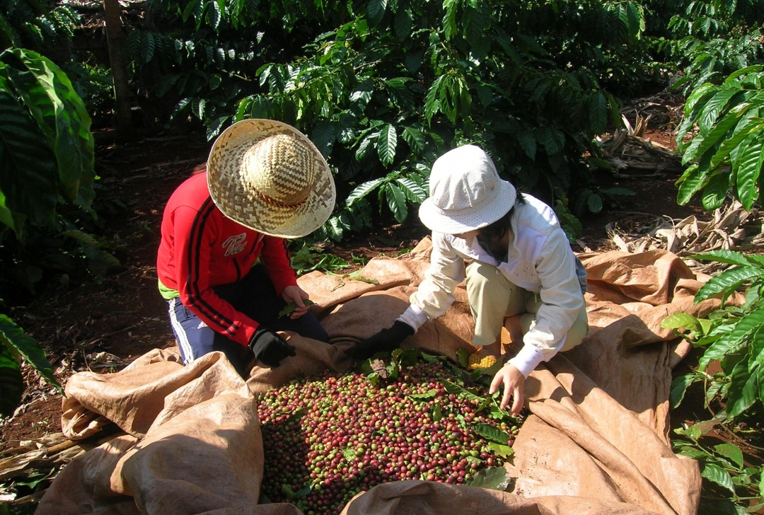 Các hộ trồng  cà phê cần  liên kết với nhau để  nâng cấp chuỗi giá trị  cà phê.  