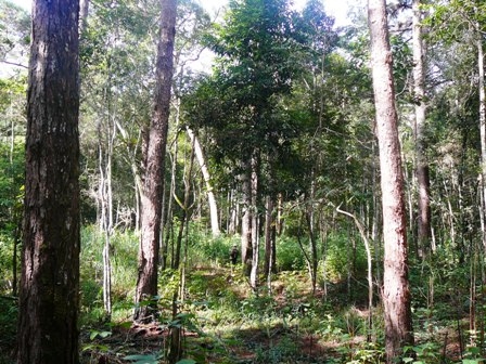 Tái sinh rừng để hưởng lợi từ vốn tài nguyên to lớn này là mục tiêu của Dự án FLITCH chia sẻ với người dân vùng Tây Nguiye6n