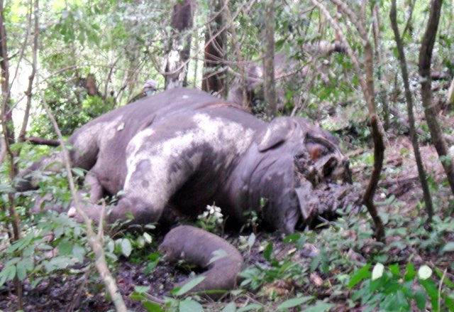 Phần mặt con voi đực bị đục tung, vòi bị cắt rời, người ta nghi ngờ nó đã bị giết để lấy ngà