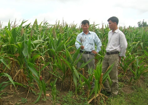 Thiếu nước tưới nên nhiều diện tích ngô ở xã Ea Sô, huyện Ea Kar  kém phát triển, năng suất giảm 50%. 