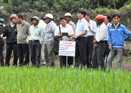 Nông dân huyện Cư M'gar tham quan một mô hình gieo trồng bằng giống lúa lai
