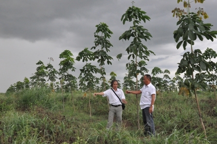 Một dự án trồng cao su tại huyện Ea Súp