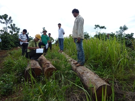 Cơ quan chuyên môn đang tiến hành điều tra một vụ khai thác rừng trái phép ở huyện Ea H’leo