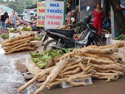 Người dân khai thác cây mật nhân bán tràn lan trên đường phố. Ảnh: TL