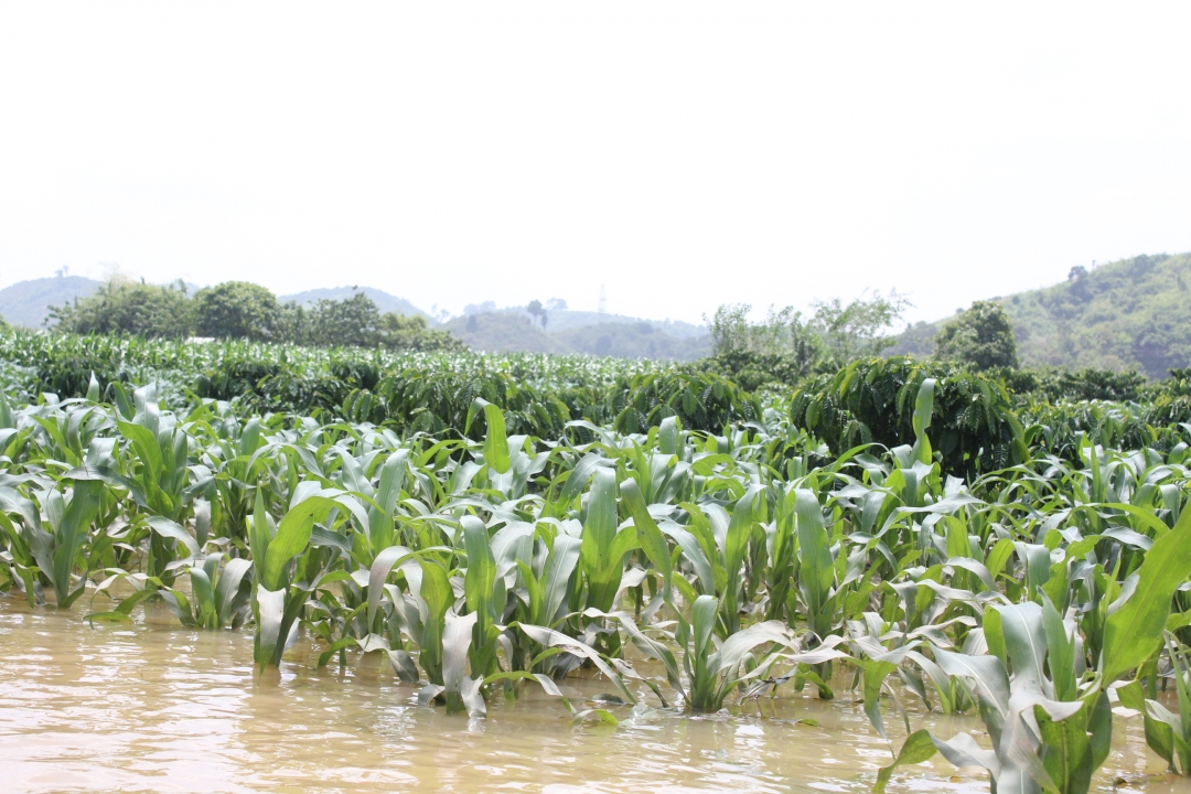 Chưa kể nhiều diện tích cà phê