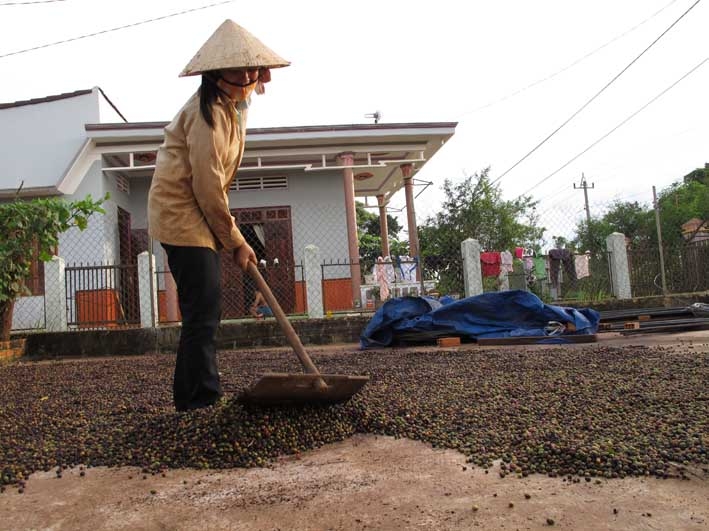 Niên vụ cà phê 2012-2013 đã bắt đầu thu hoạch với nỗi lo mất mùa  của người nông dân. 