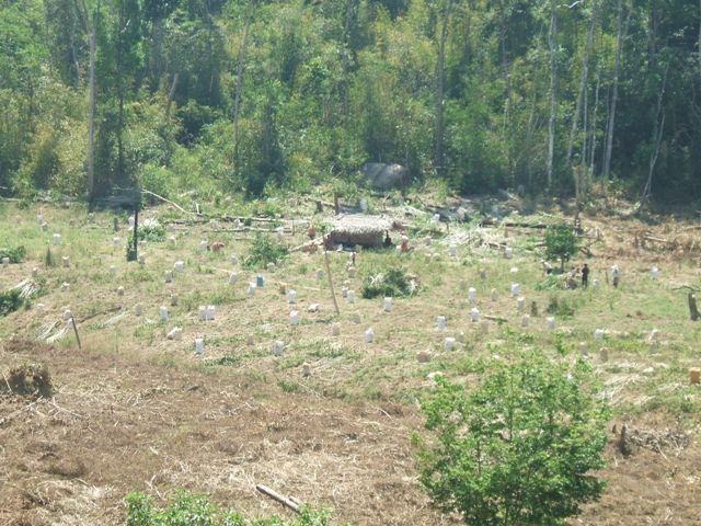 Hàng trăm ha rừng ở Cư San (M'Drak) đã bị người dân di cư tự do 
