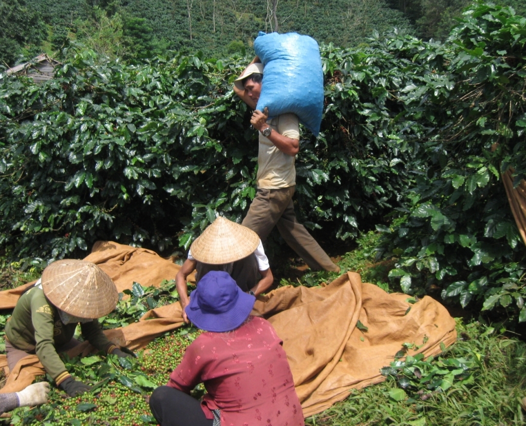 Những nhân công hái thuê cà phê giúp rút ngắn thời gian thu hoạch.