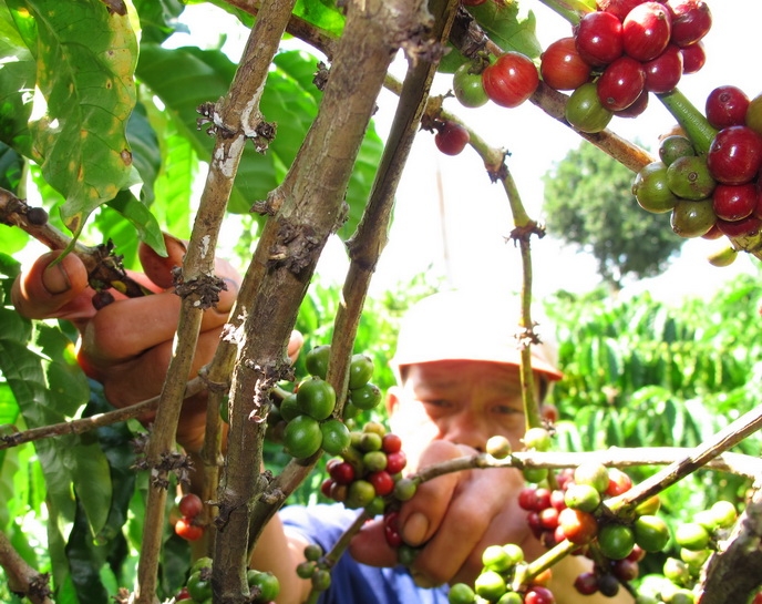 Người dân tại Dak Lak đã bắt đầu thu hoạch cà phê niên vụ 2012 - 2013. 
