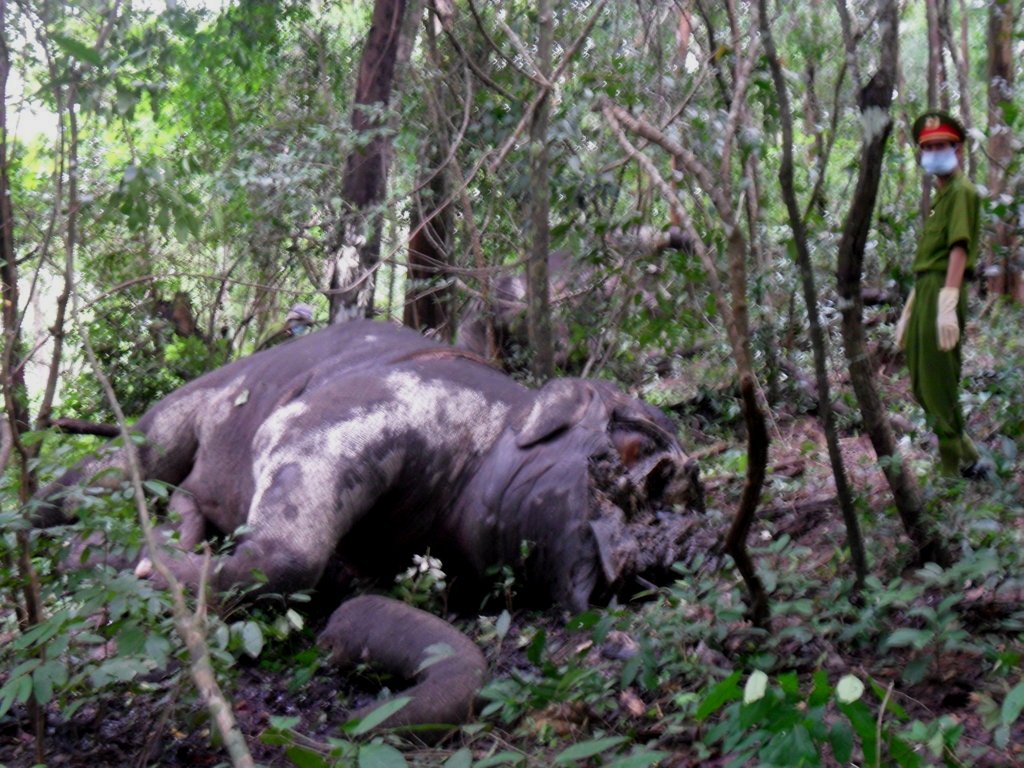 Sau khi có 2 con voi trưởng thành bị sát hại vào cuối tháng 8-2012, đàn voi rừng khoảng 30 con đang rất hung dữ và tấn công khi gặp người