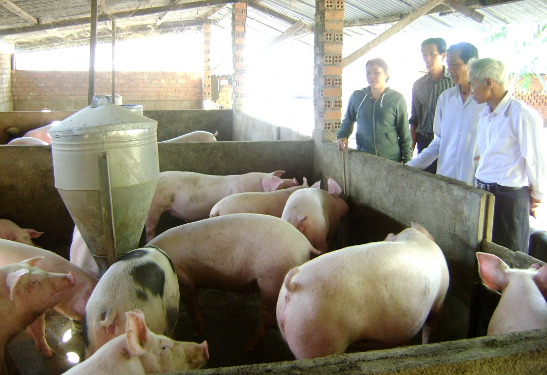 Từ nguồn vốn được vay,  gia đình chị  Trần Thị Nga phát triển chăn nuôi theo quy mô khép kín. 