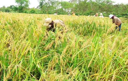 Sản xuất nông nghiệp tiếp tục đạt được nhiều kết quả quan trọng (ảnh minh họa)