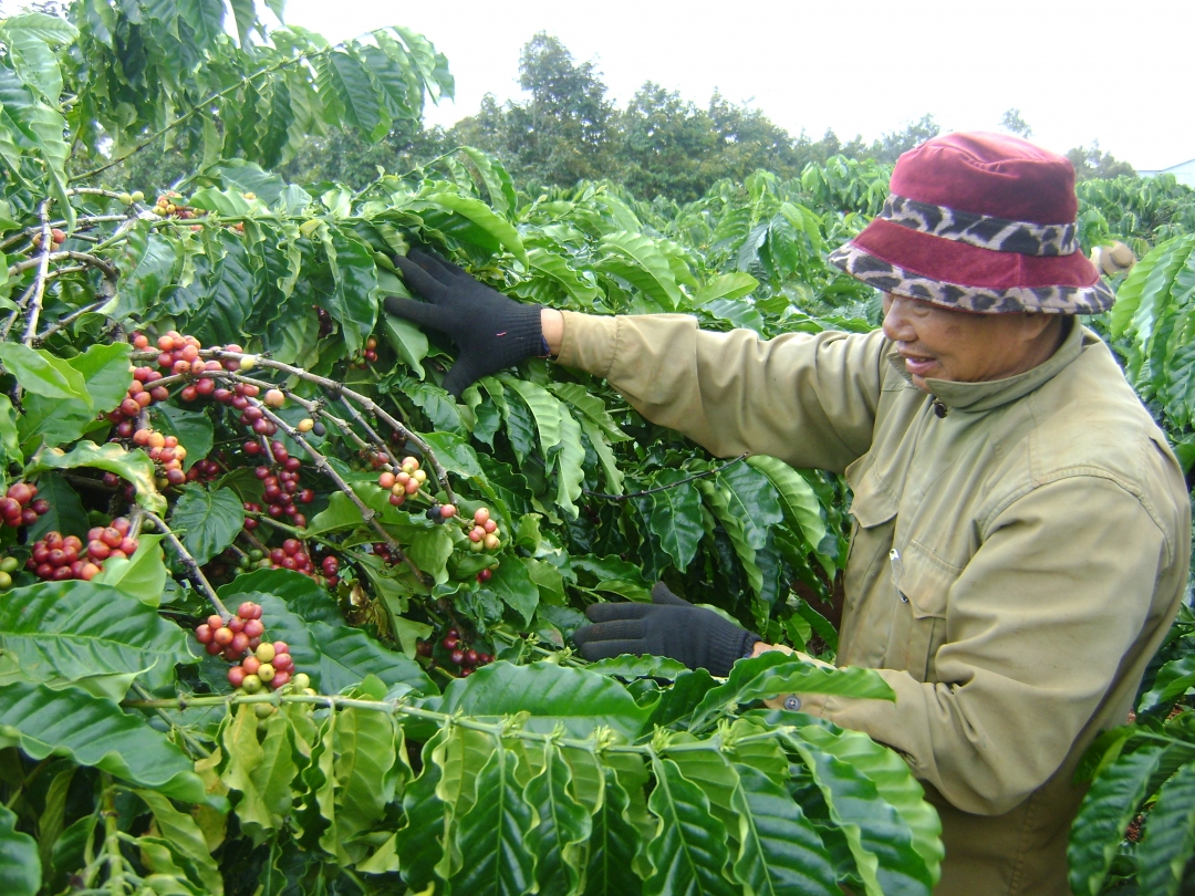 Vườn cà phê ghép cải tạo 4 năm tuổi phát triển tốt, năng suất cao  của gia đình ông Tăng Ngọc Quế.  