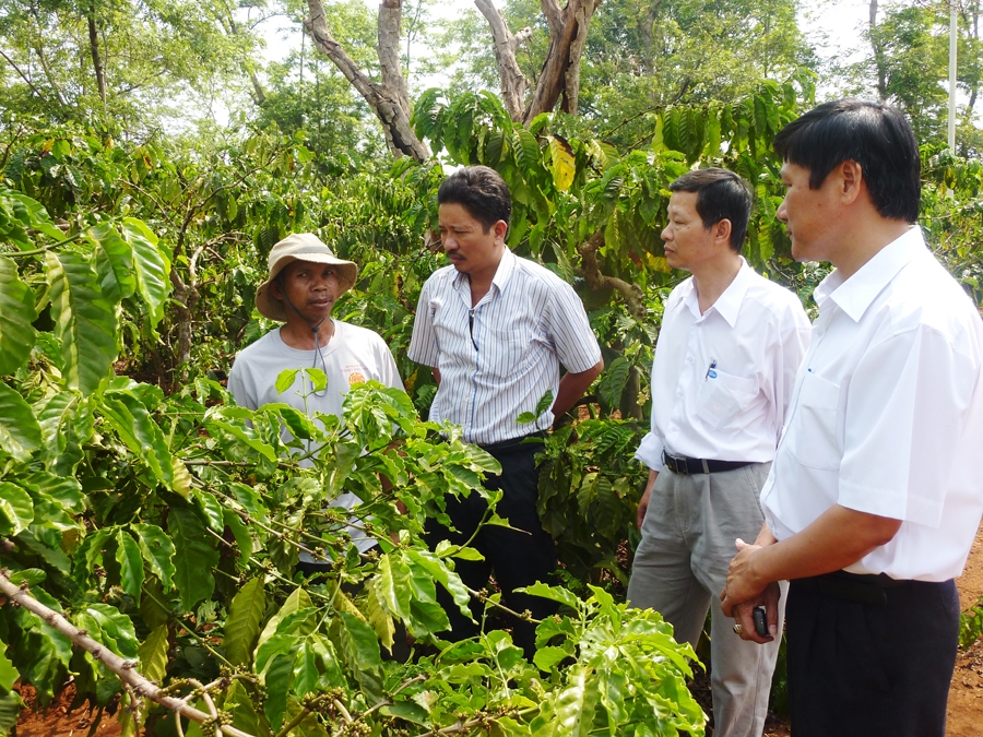 Tham quan mô hình sản xuất cà phê bền vững tại xã Cư Êbur, TP. Buôn Ma Thuột.                                                                                                        Ảnh: Lê Ngọc  