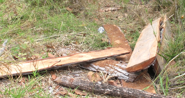 Nhiều cây gỗ quý đã bị lâm tặc lấy đi hết, chỉ còn lại bìa cây