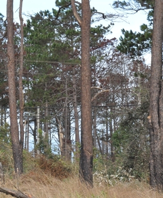 Nhiều mảng rừng trong Tiểu khu 356 đang bị héo dần